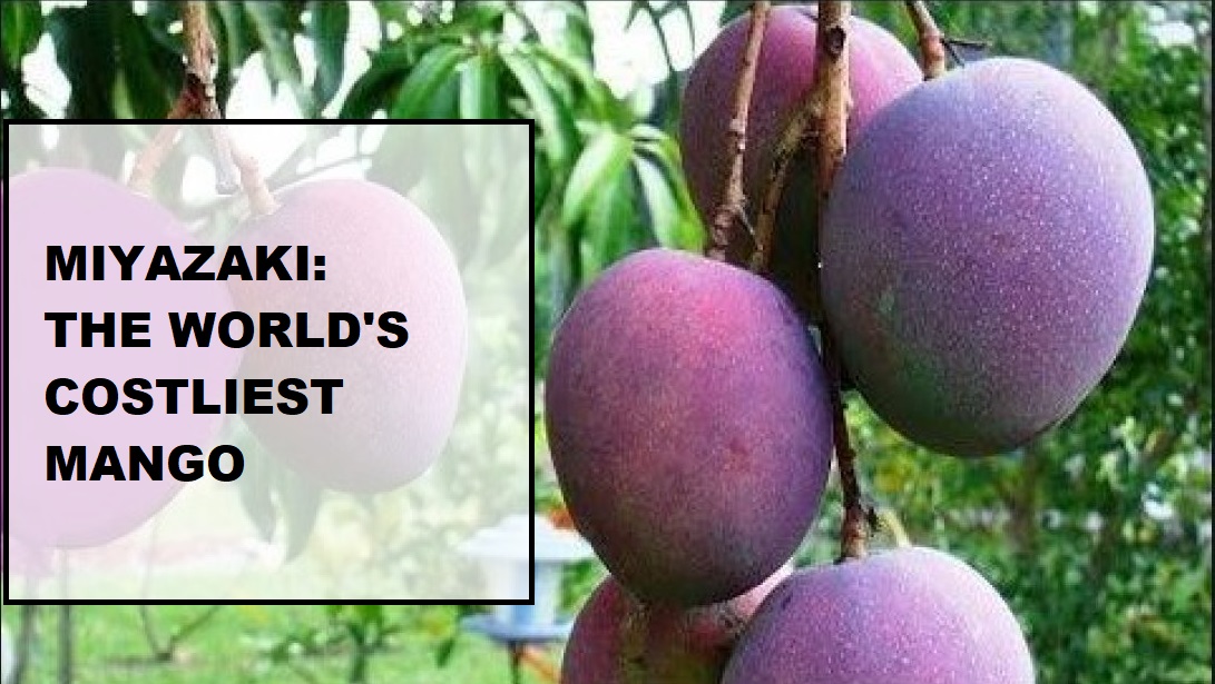 World's costliest mango